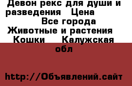 Девон рекс для души и разведения › Цена ­ 20 000 - Все города Животные и растения » Кошки   . Калужская обл.